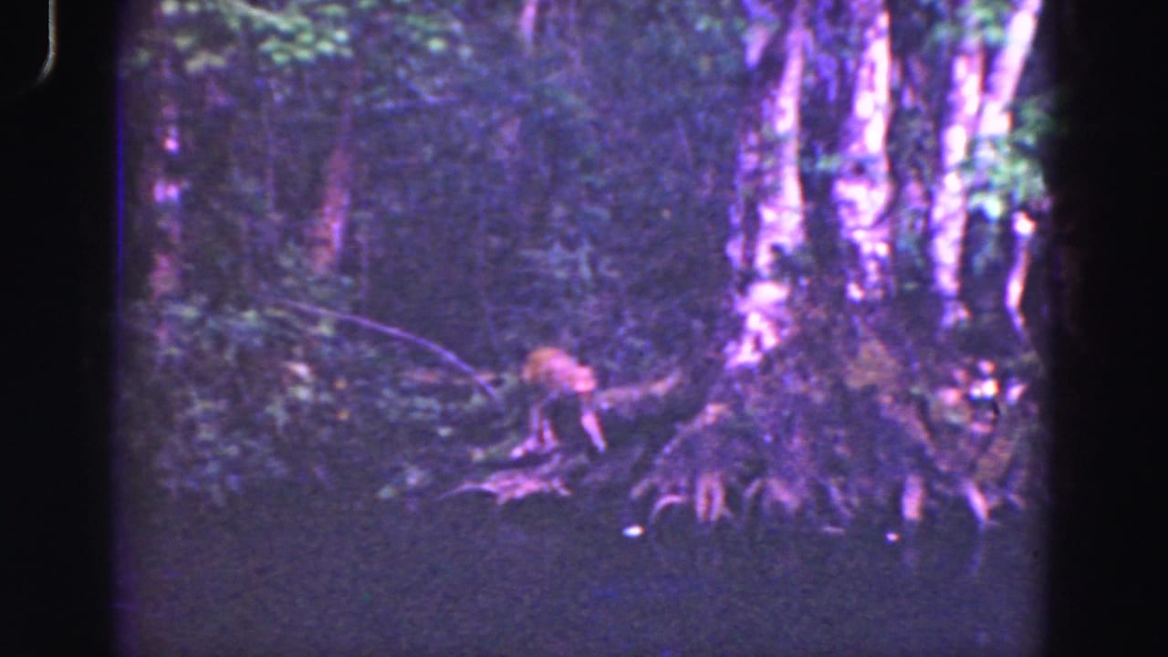 Small animal beside tangled roots and tree trunks in a shadowed wooded area.