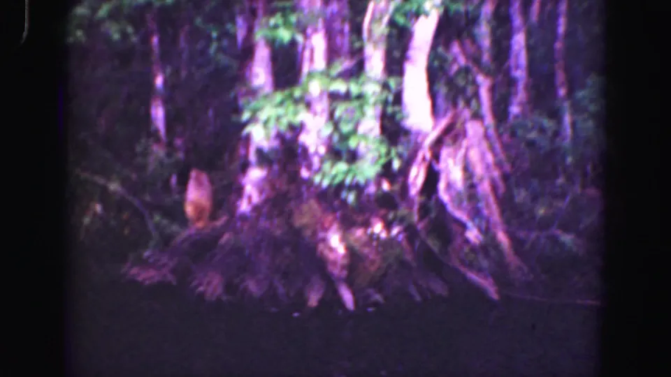 Closer 8mm frame of the small brown animal near a large rooted tree in the Florida Everglades, with heavy grain and color shift.