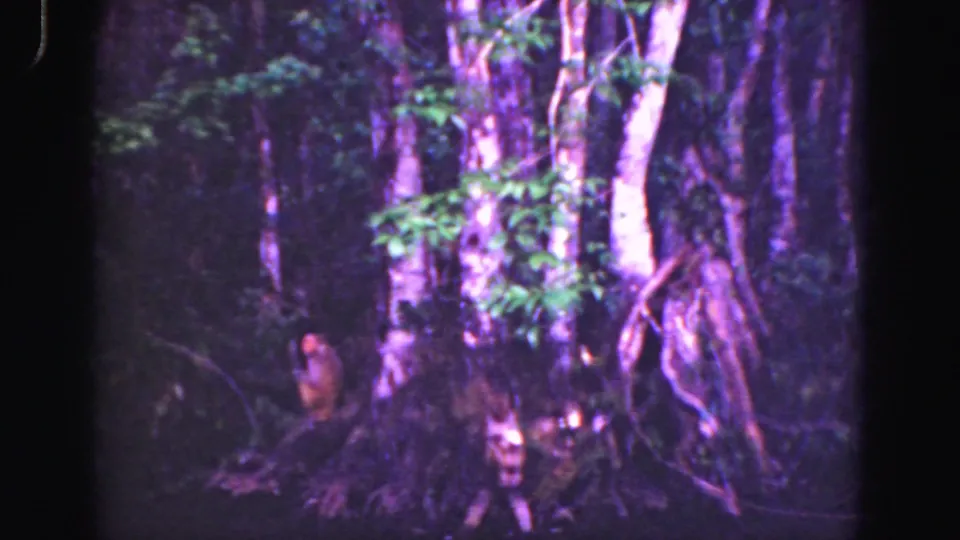 Final frame shows the small animal near the lower-left roots of a tree in 1975 Everglades home-movie footage.