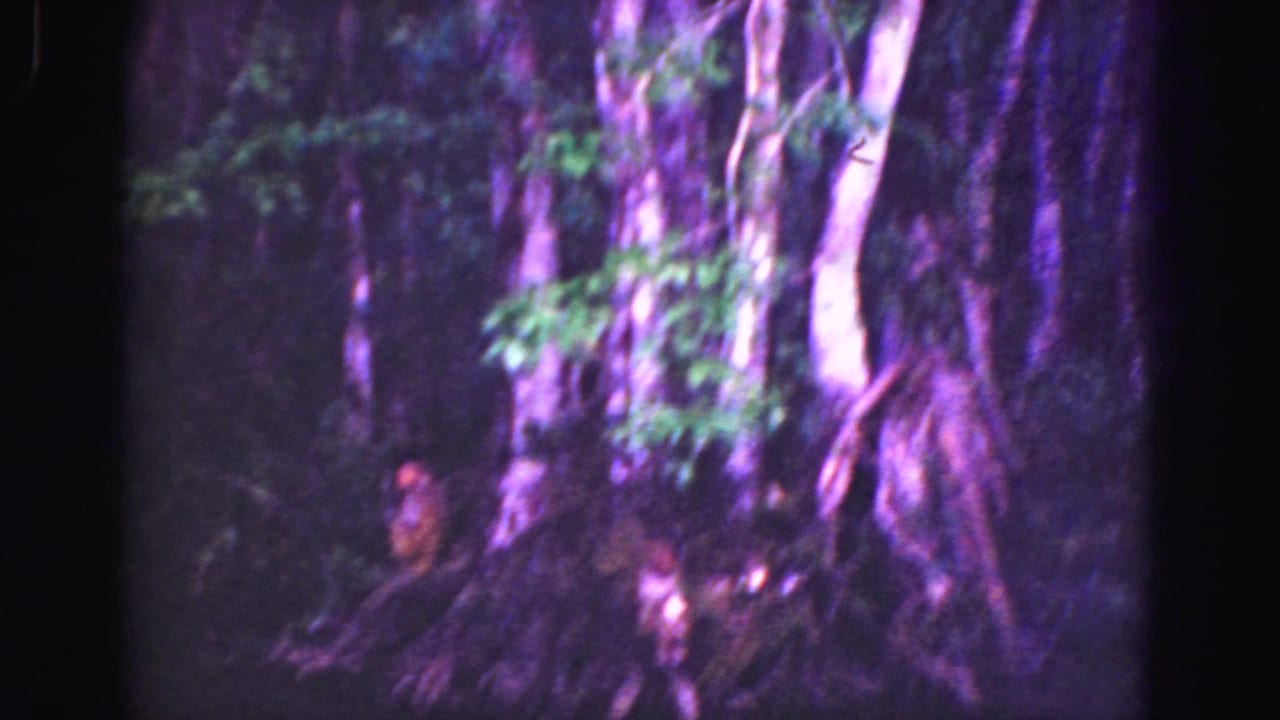 Dense shadowed forest with large tree trunks and purple-tinted 8mm film texture.