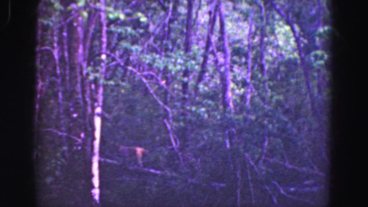 1975 Florida Everglades frame with slender trunks, tangled brush, and a small indistinct shape partly hidden among the trees.