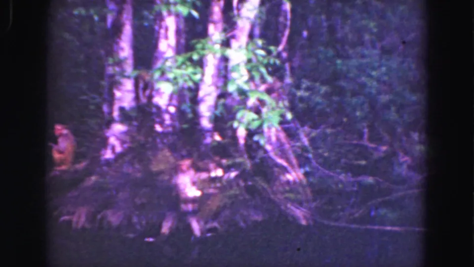 1975 Florida Everglades home-movie frame showing fallen wood and dense trees, with a small indistinct animal-like figure partly visible near the lower left.