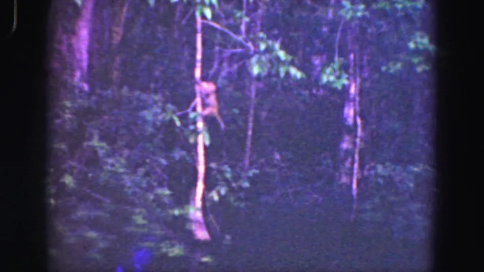1975 Florida Everglades frame showing a shadowed wooded wetland, pale vertical trunk, leafy branches, and heavy 8mm grain.