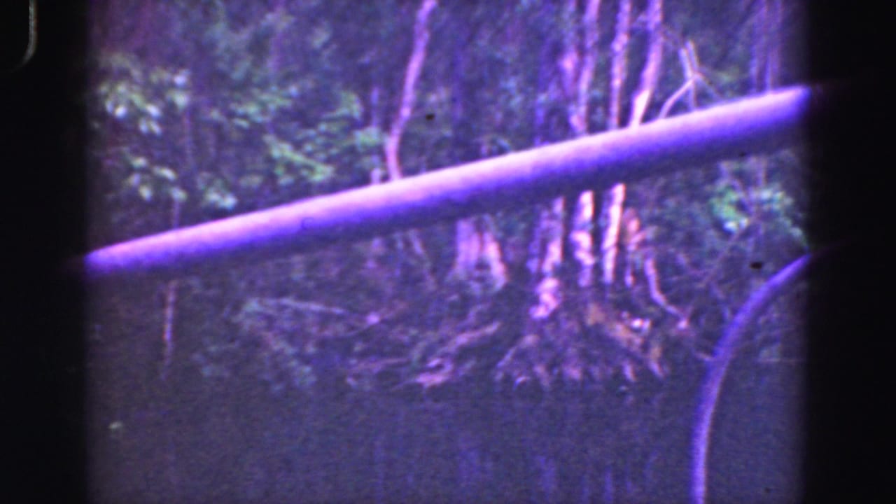 1975 8mm Florida Everglades travel footage shows dense trees and roots beyond a foreground rail, with no clear animal visible.
