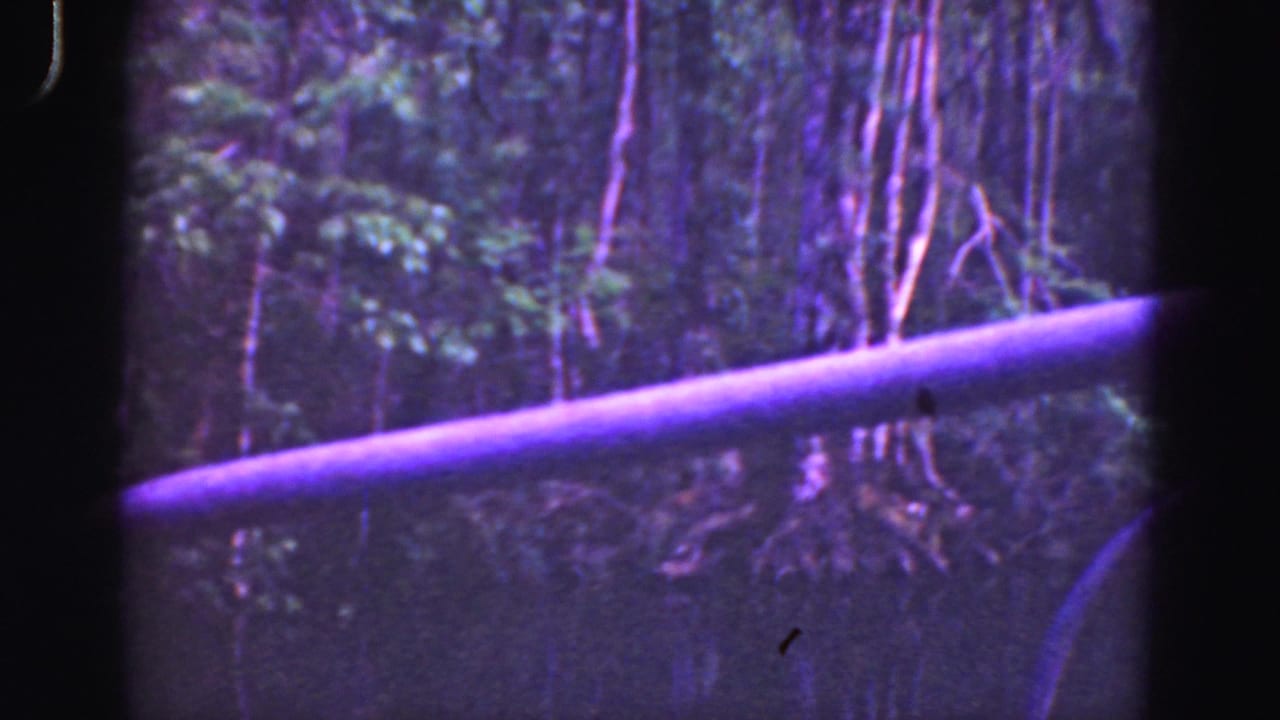 Foreground rail across dense trees and shadowed foliage.