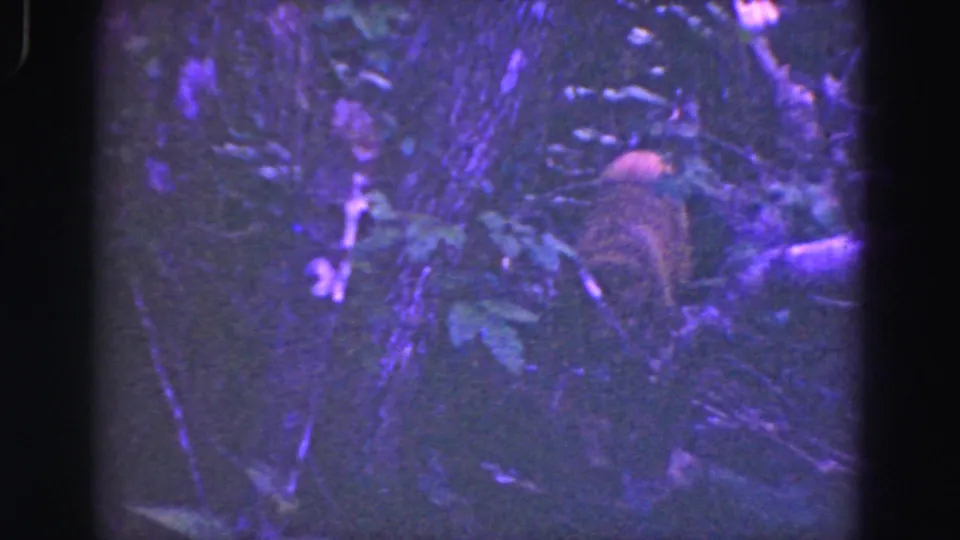 A primate appears partly hidden among leaves and branches in this grainy 1975 8mm Florida Everglades wildlife-viewing frame.