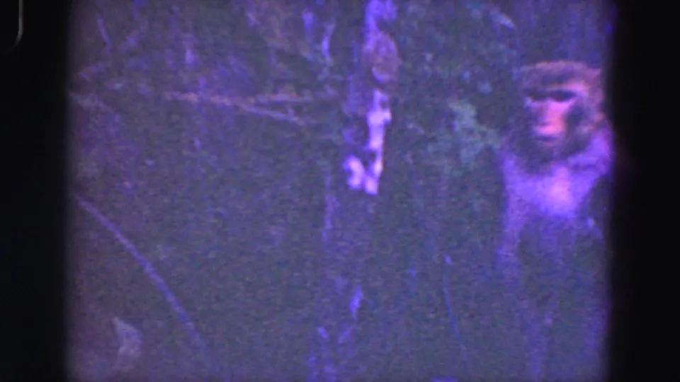 A likely baboon or other primate is visible near the right edge, seen through shadowed foliage in 1975 Florida Everglades footage.