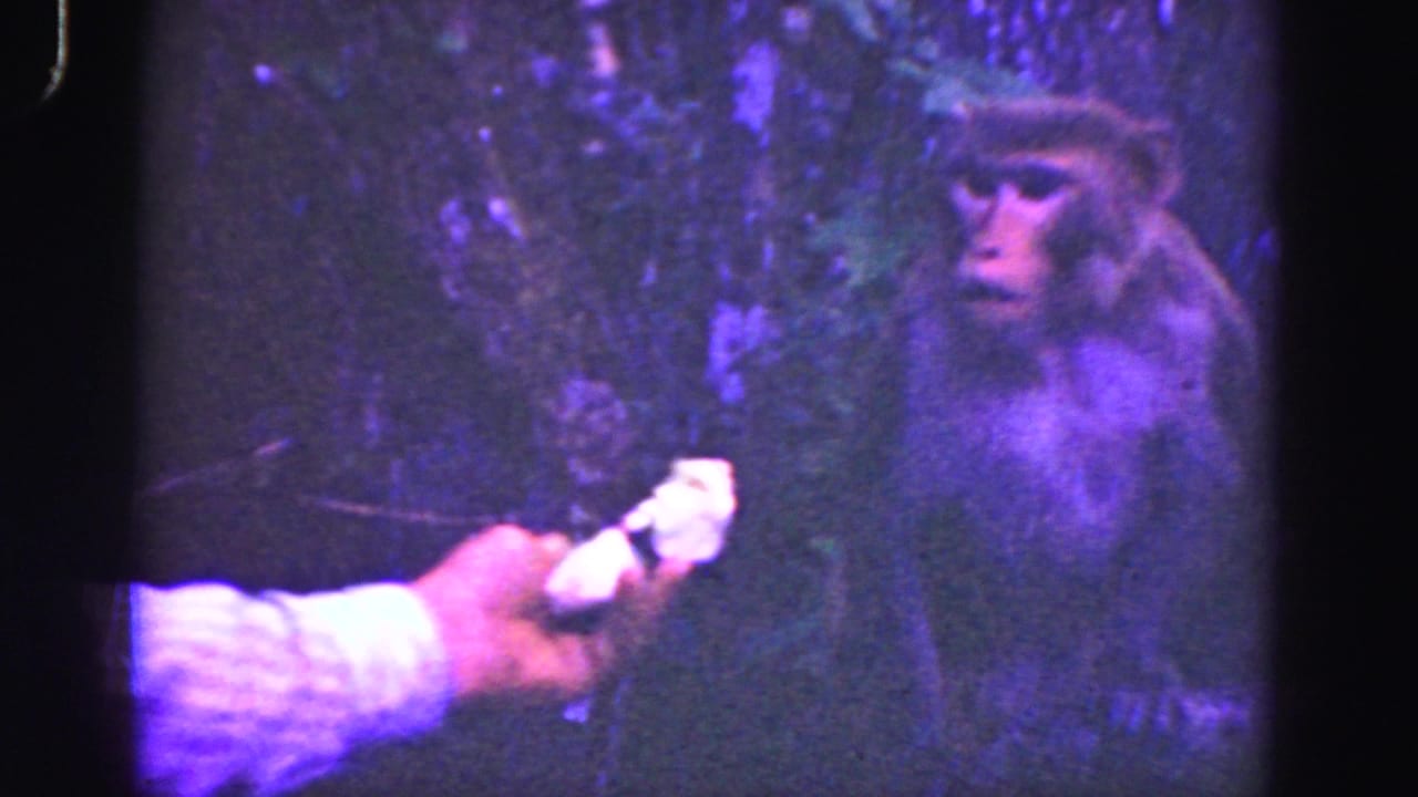 1975 Everglades home-movie frame showing an unseen visitor's hand holding food toward a monkey in dense brush.