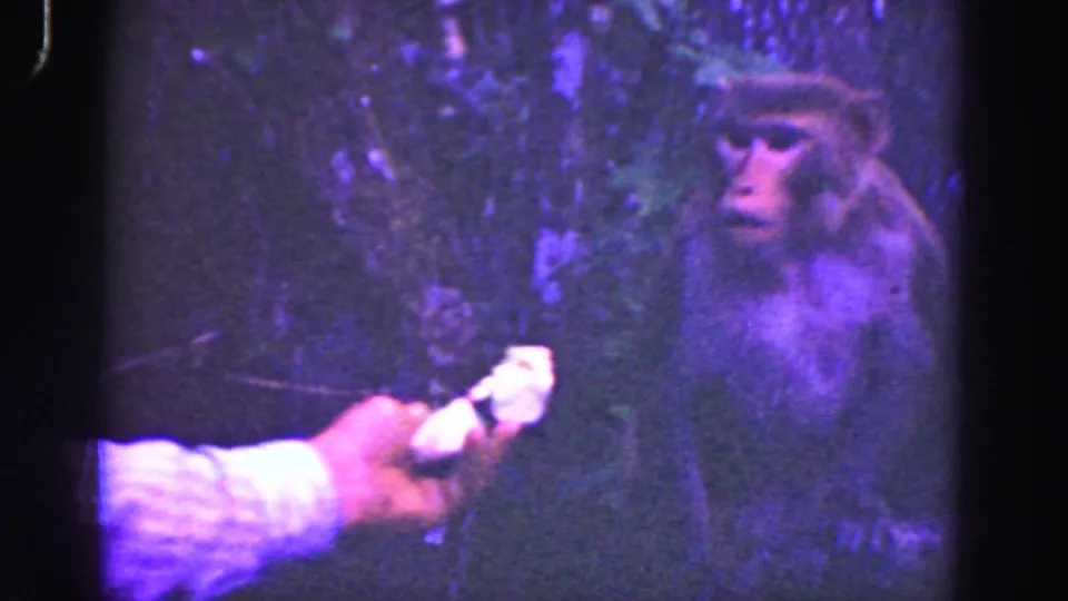 1975 Everglades home-movie frame showing an unseen visitor's hand holding food toward a monkey in dense brush.