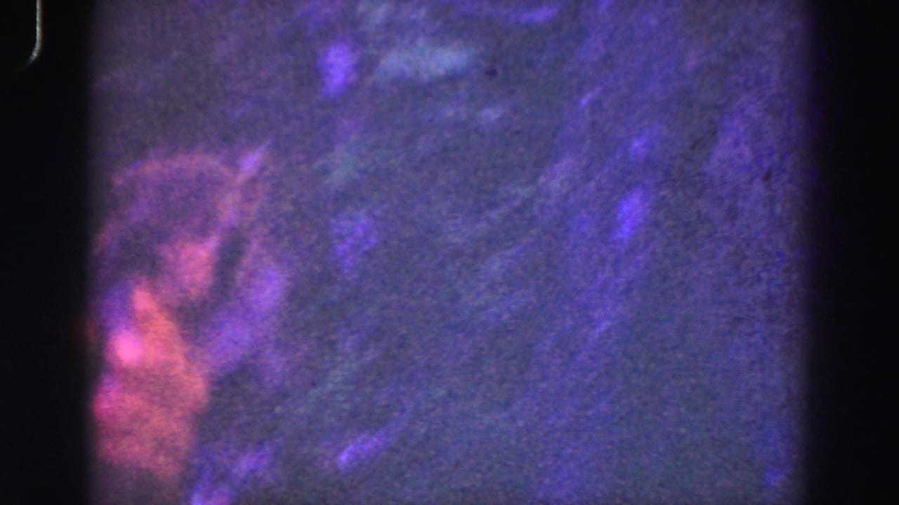 1975 Everglades 8mm frame with a monkey faintly visible through dark, purple-shifted brush.