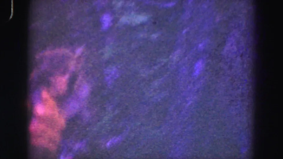 1975 Everglades 8mm frame with a monkey faintly visible through dark, purple-shifted brush.