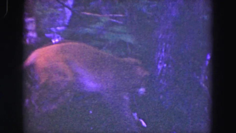 1975 Everglades home-movie frame showing a monkey low in brush under branches, with heavy grain and color shift.