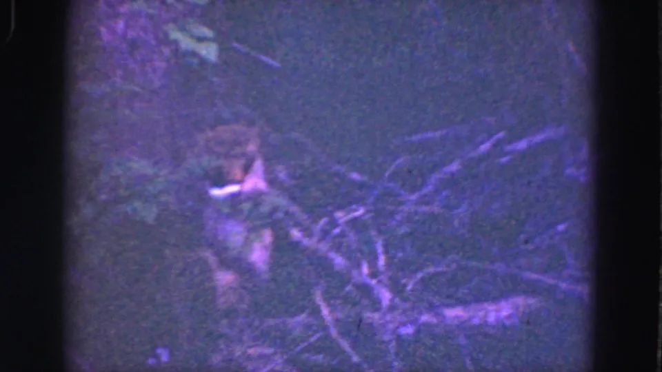 1975 Everglades 8mm frame showing a monkey near fallen branches and dense vegetation in low light.