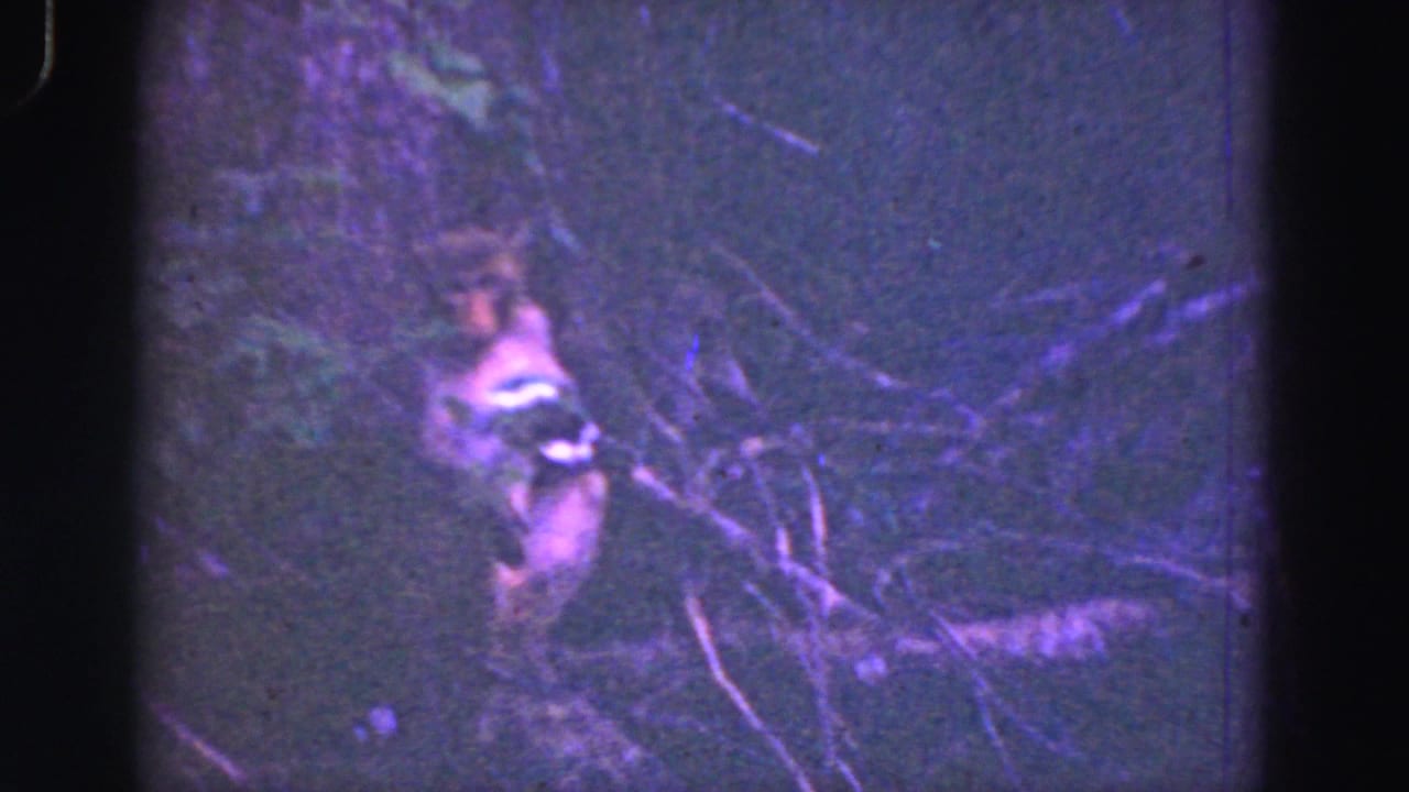 1975 8mm Everglades frame showing a raccoon seated beside tree branches in grainy purple-tinted night light.