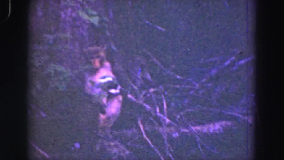 1975 8mm Everglades frame showing a raccoon seated beside tree branches in grainy purple-tinted night light.