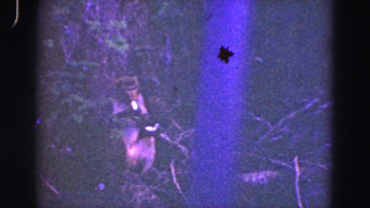 Raccoon beside a tree trunk with branches and purple light spill.