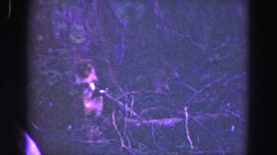 Grainy 1975 Everglades home-movie frame showing the raccoon low among branches with a purple night-light cast.