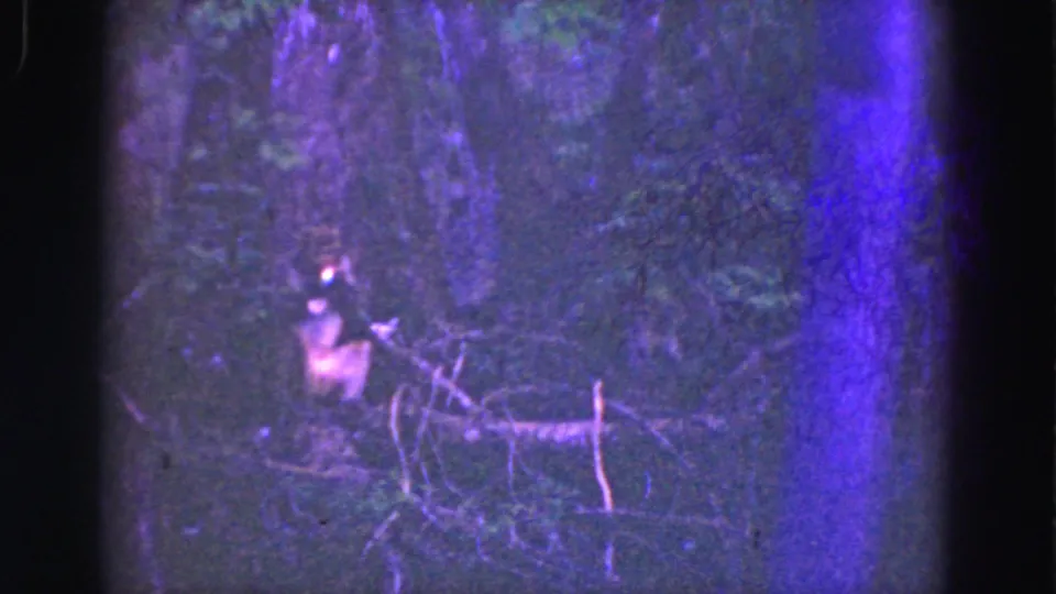 1975 8mm Everglades frame of a raccoon seated near a tree trunk, with branches and dense foliage in purple low light.