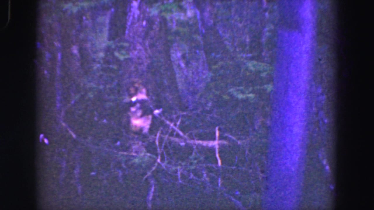 1975 8mm Florida Everglades home-movie frame showing dense brush, trees, and a small person partly visible near the waterway.