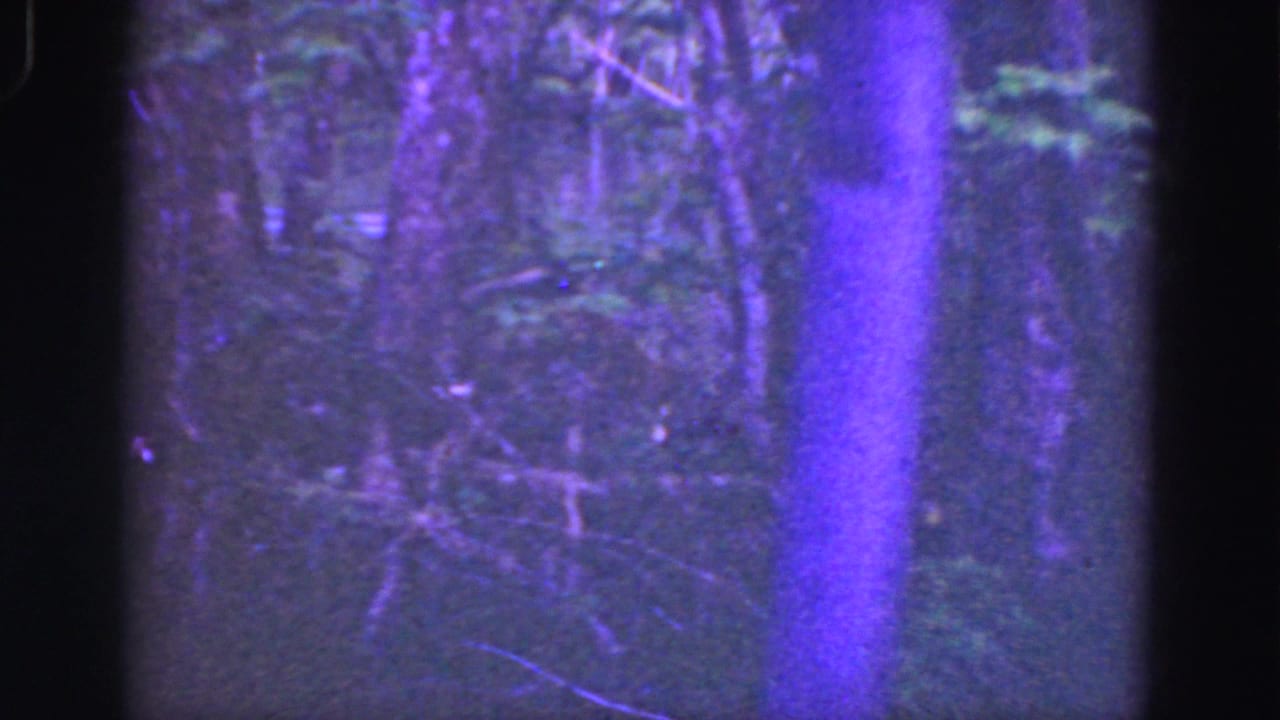 1975 8mm Florida Everglades frame showing shaded trees, tangled brush, and dark wetland vegetation with a purple-blue cast.