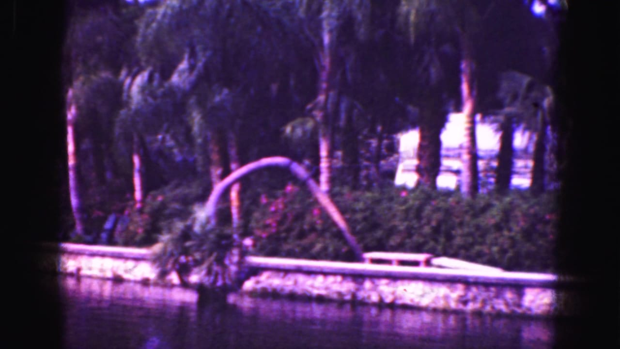 Bent palm tree arches over a stone-edged waterway with dense palms behind it.