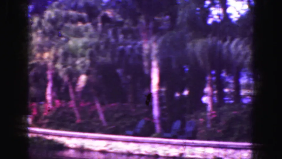Soft 8mm view of Florida shoreline foliage, palms, and stone edging along calm water in 1975 home-movie footage.