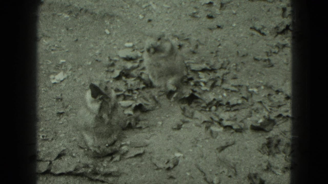 Small furry animal on dirt and rocks with dark film borders.