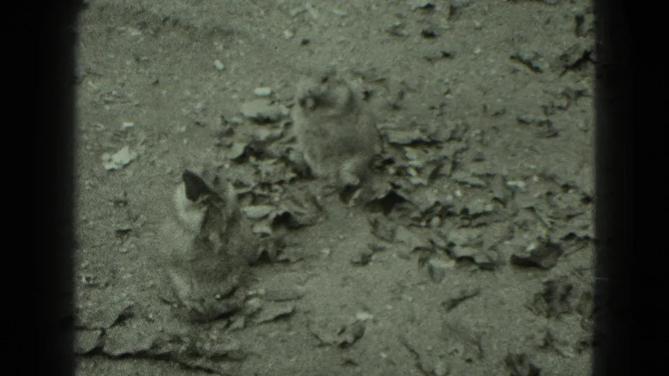 Small zoo animal on a rocky dirt enclosure floor in 1975 Middletown, Pennsylvania home-movie footage.