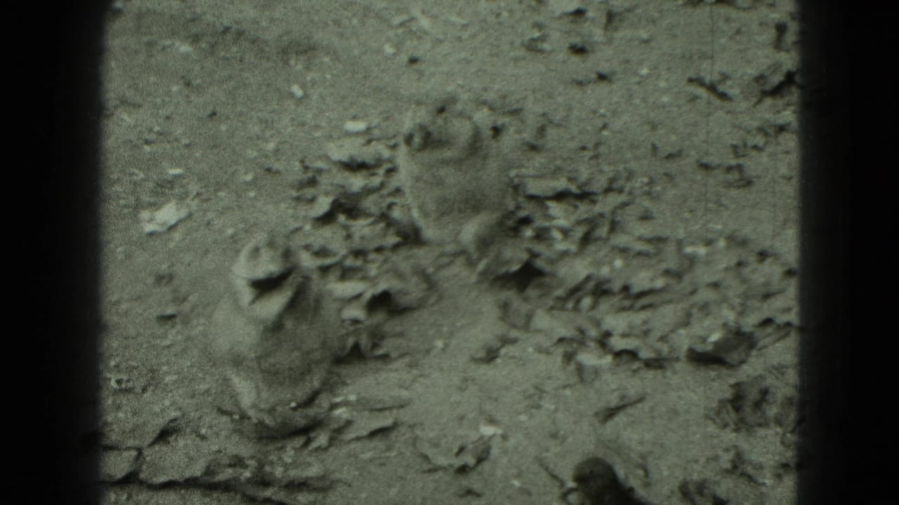 Small captive animal appears to groom or shift position on rocky ground in the 1975 zoo footage.