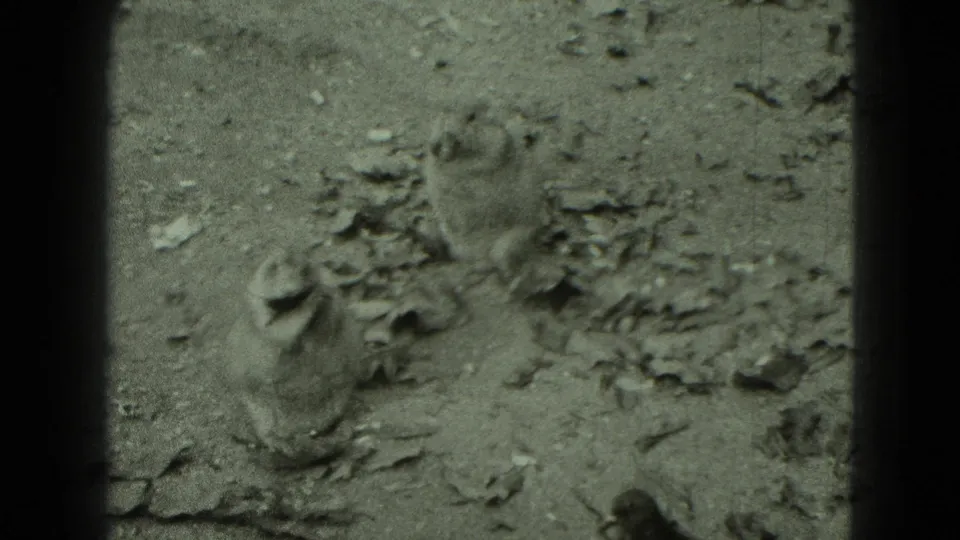 Small captive animal appears to groom or shift position on rocky ground in the 1975 zoo footage.