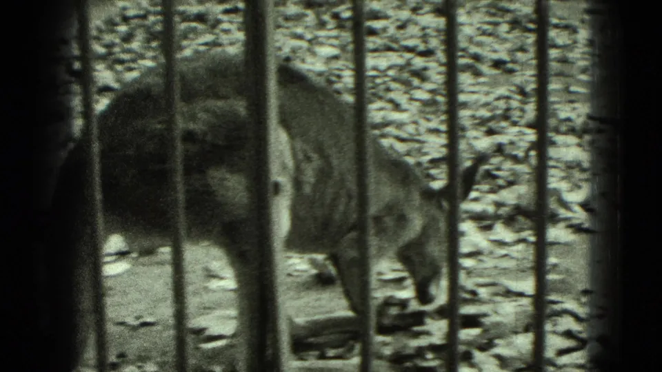 A small zoo animal stands behind vertical enclosure bars with its head lowered in Middletown, Pennsylvania footage.