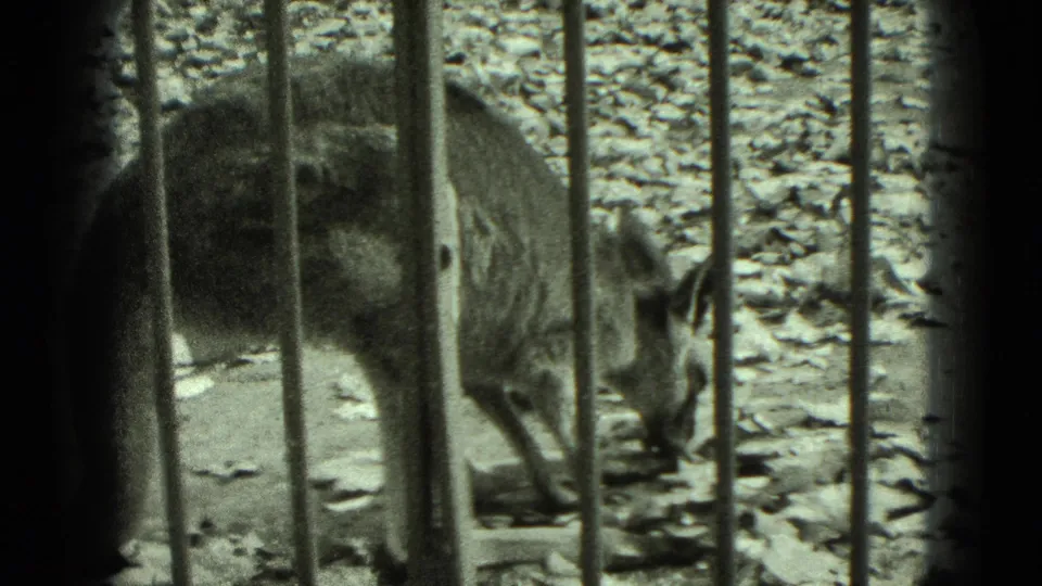 Small animal remains behind enclosure bars on a leaf-strewn zoo floor in this 1975 home-movie frame.