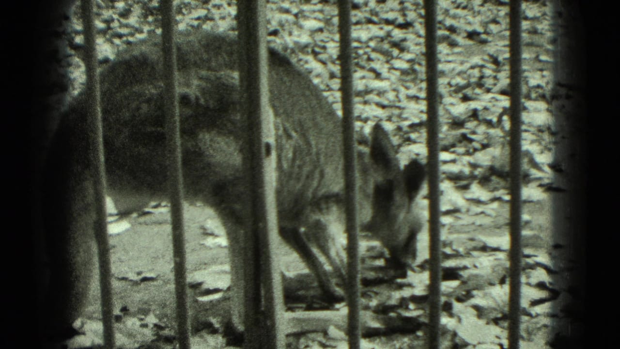 A small kangaroo stands behind vertical zoo bars in 1975 Middletown, Pennsylvania home-movie footage.