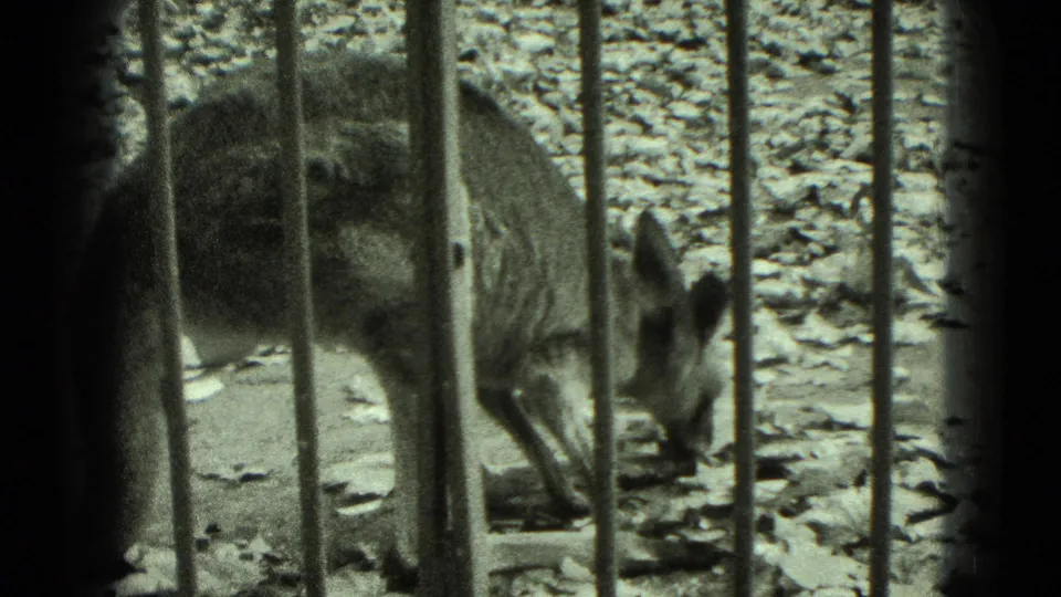 A small kangaroo stands behind vertical zoo bars in 1975 Middletown, Pennsylvania home-movie footage.