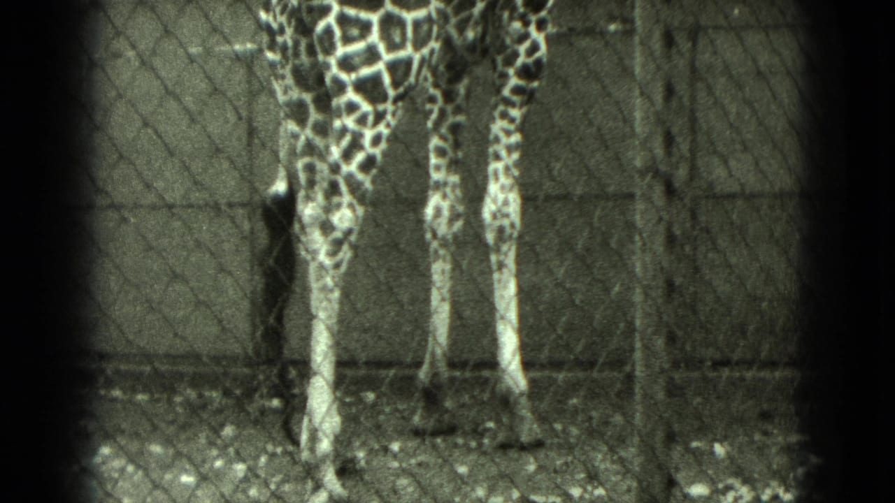 A giraffe's legs and lower patterned body are filmed through chain-link fencing at a zoo enclosure.