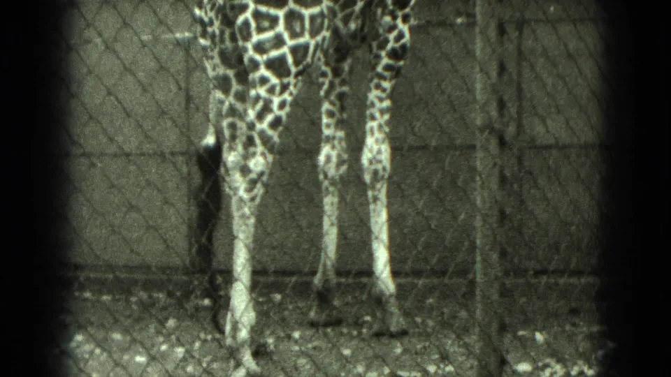 A giraffe's legs and lower patterned body are filmed through chain-link fencing at a zoo enclosure.