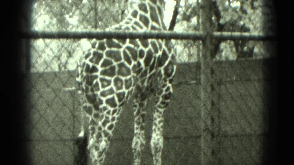 The giraffe's patterned body fills the frame behind chain-link fencing in grainy 8mm zoo footage.