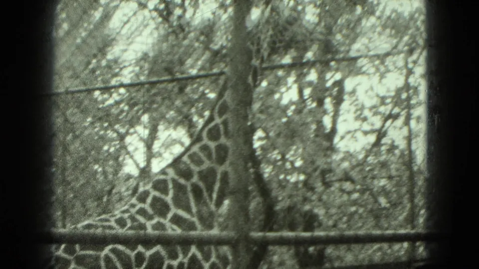 A giraffe's long neck and head appear beyond a fence line, with trees in the background.
