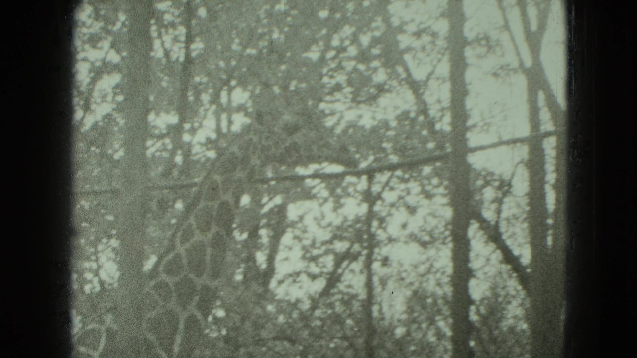 Giraffe partly visible behind trees and enclosure fencing in a park setting.