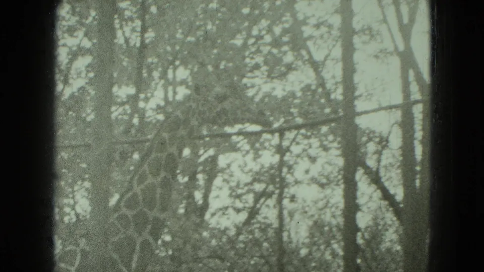1975 8mm home-movie frame from Middletown, Pennsylvania, showing a giraffe partly obscured by trees and enclosure fencing.