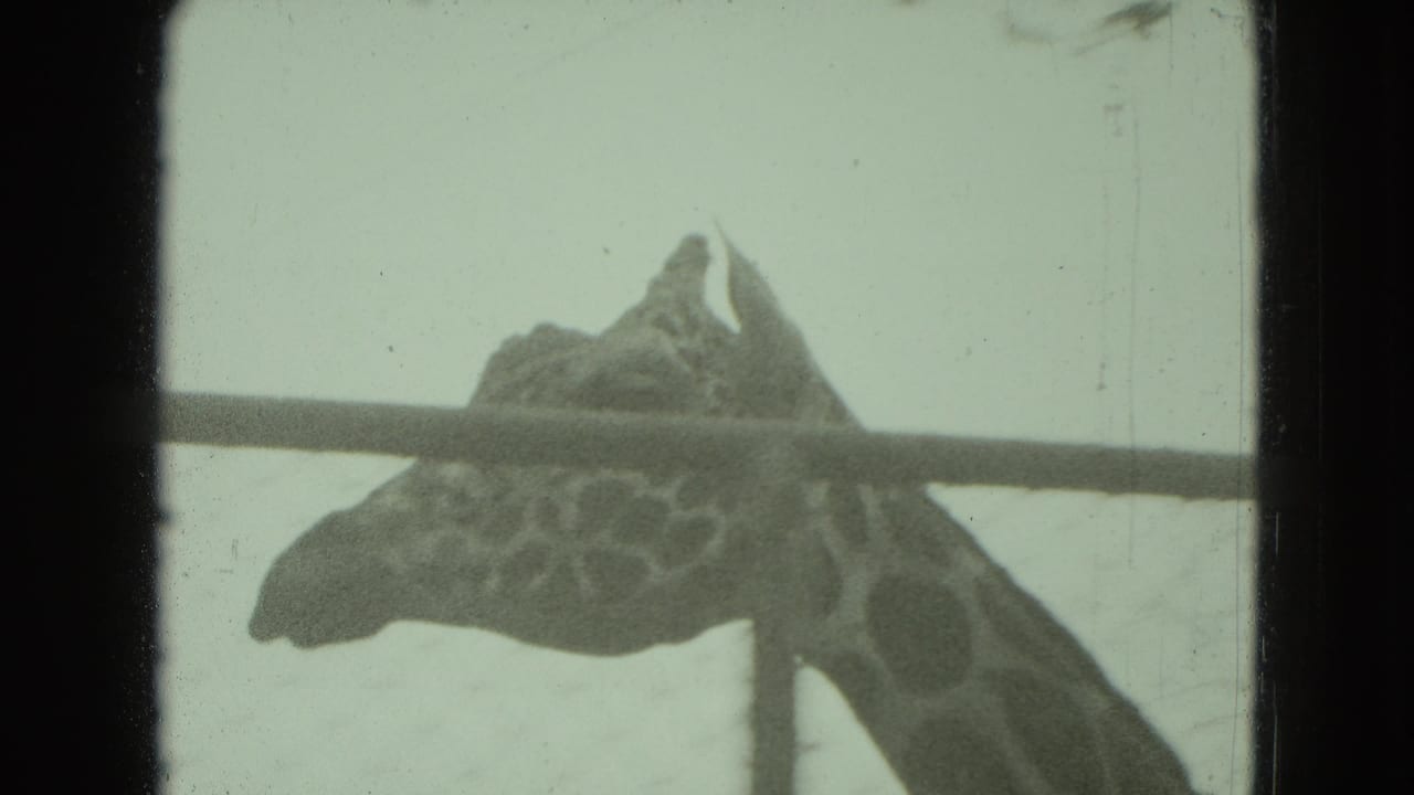 Giraffe head and long neck seen behind horizontal and vertical metal rails.