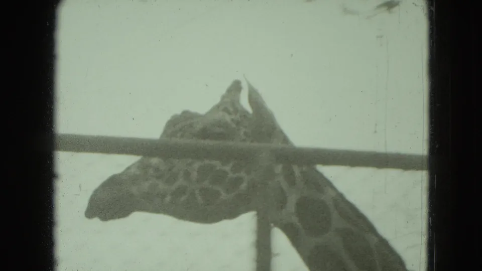 Close 1975 8mm view of a giraffe's head and neck behind metal enclosure rails in Middletown, Pennsylvania.
