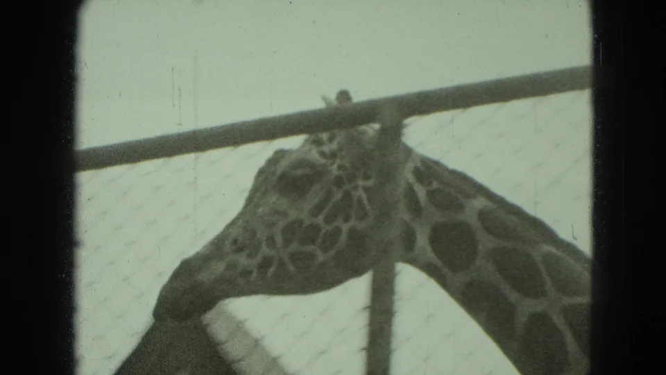 1975 8mm frame showing a giraffe lowering its head near the metal rail of a Middletown, Pennsylvania park enclosure.