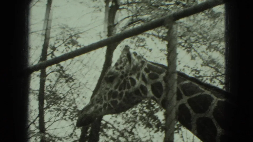 1975 Middletown, Pennsylvania 8mm frame with a giraffe framed by metal rails, fencing, and trees in a park enclosure.