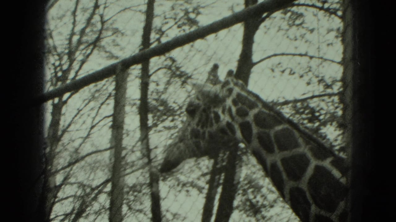1975 Middletown, Pennsylvania 8mm frame showing a giraffe's head and patterned neck behind bare branches and dark enclosure lines.