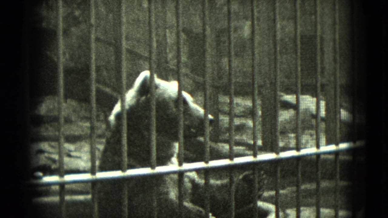 Bear behind vertical metal bars in a dim zoo enclosure.
