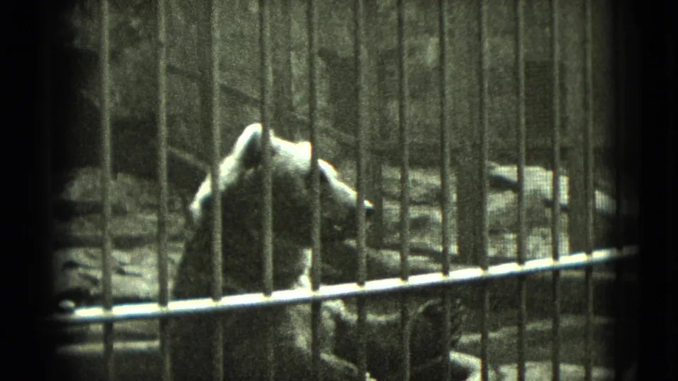 1975 Middletown, Pennsylvania 8mm frame showing a bear standing behind vertical metal bars in a shadowed zoo enclosure.