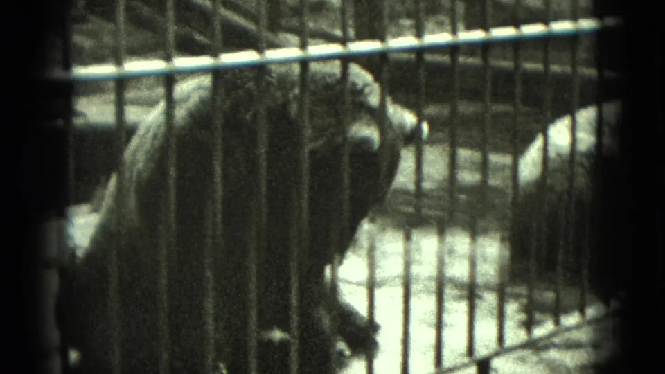 1975 Middletown, Pennsylvania 8mm frame showing a bear in profile behind metal bars, with soft focus and dark enclosure shadows.