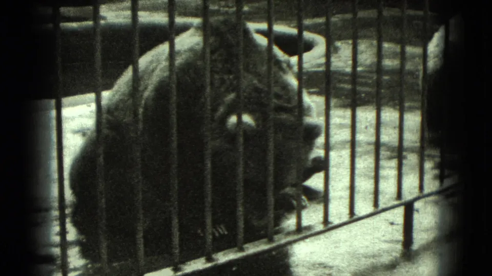 1975 Middletown, Pennsylvania 8mm frame showing a bear facing the camera from behind vertical bars inside a dark enclosure.