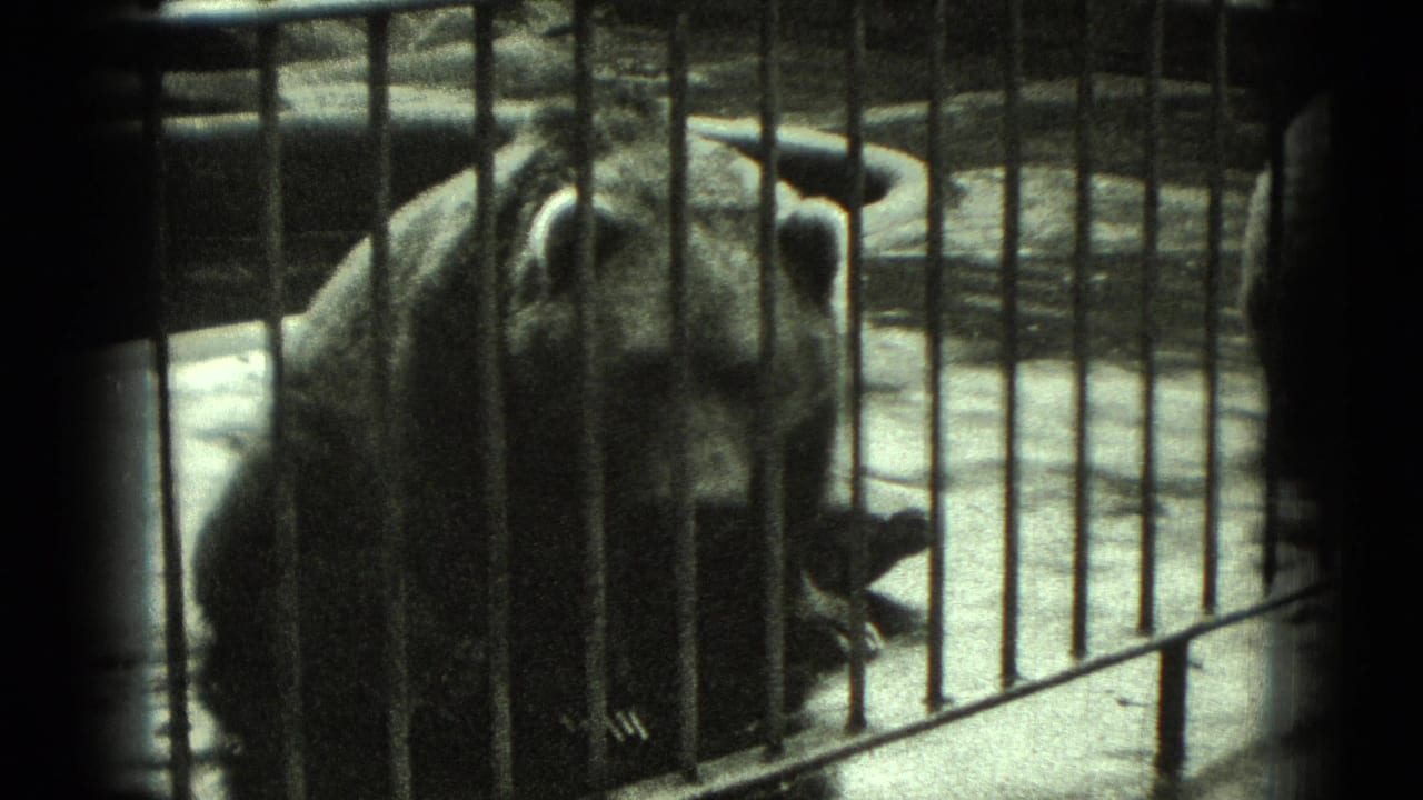 Bear standing behind vertical metal cage bars in a dim enclosure.